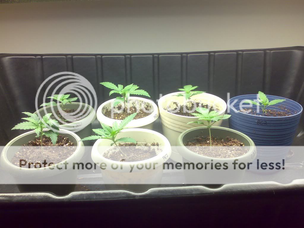 600w hydro setup Blue Cheese, Pineapple Express, Lemon Skunk, Gigabud