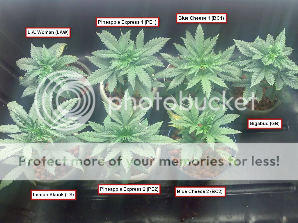600w hydro setup Blue Cheese, Pineapple Express, Lemon Skunk, Gigabud