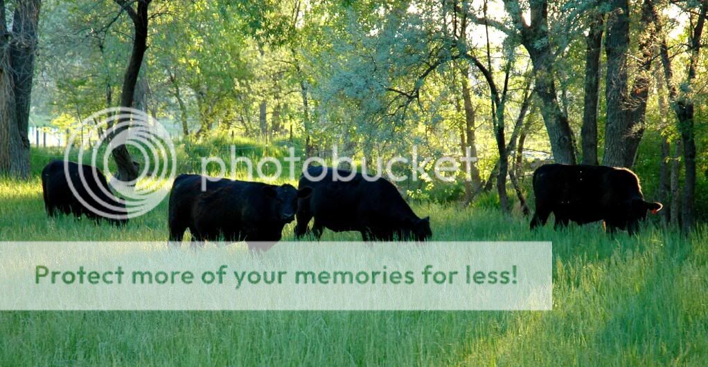 Ridge Ranch Cattle Company - Homestead Business Directory