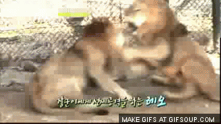 lion-strikes-like-tiger_o_GIFSoupcom.gif