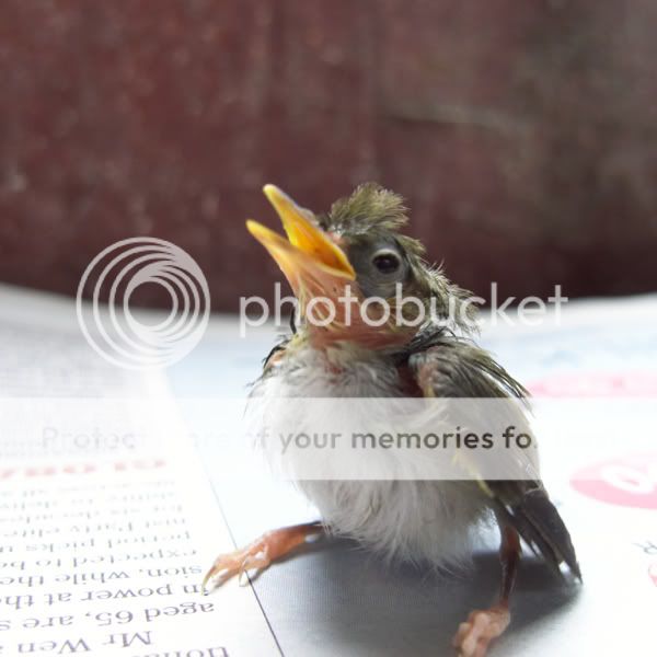 baby-bird2.jpg