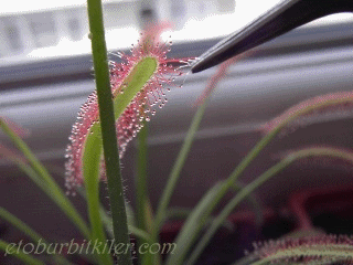 drosera.gif